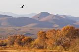 Bosque del Apache_72731